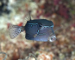 Poisson coffre réticulé (Ostracion solorensis)