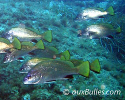 Corb (Sciaena umbra) Corb (Sciaena umbra)