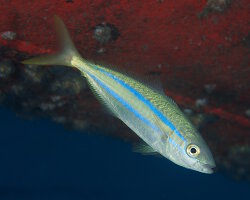 Coureur arc-en-ciel (Elagatis bipinnulata) Coureur arc-en-ciel (Elagatis bipinnulata)