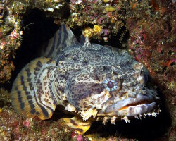 Poisson crapaud huître (Opsanus tau) Poisson crapaud huître (Opsanus tau)
