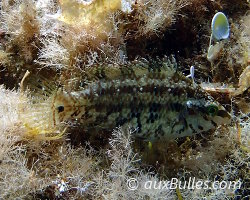 Crénilabre à cinq tâches (Symphodus roissali) Crénilabre à cinq tâches (Symphodus roissali)