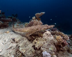 Poisson crocodile de Beaufort (Cymbacephalus beauforti) Poisson crocodile de Beaufort (Cymbacephalus beauforti)