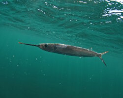 Demi-bec brésilien ou balaou queue jaune (Hemiramphus brasiliensis) Demi-bec brésilien ou balaou queue jaune (Hemiramphus brasiliensis)