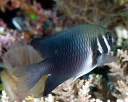 Demoiselle à gueule rayée noire (Neoglyphidodon thoracotaeniatus) Demoiselle à gueule rayée noire (Neoglyphidodon thoracotaeniatus)