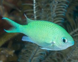 Demoiselle bleu-vert (Chromis viridis) Demoiselle bleu-vert (Chromis viridis)