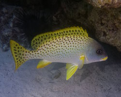 Diagramme ou gaterin moucheté (Plectorhinchus gaterinus) Diagramme ou gaterin moucheté (Plectorhinchus gaterinus)