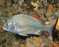 Dorade à nageoires jaunes australienne (Acanthopagrus australis) Dorade à nageoires jaunes australienne (Acanthopagrus australis)