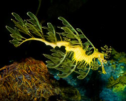 Dragon de mer feuillu (Phycodurus eques) Dragon de mer feuillu (Phycodurus eques)