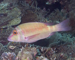 Empereur grandes nageoires (Lethrinus erythropterus) Empereur grandes nageoires (Lethrinus erythropterus)