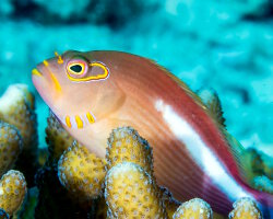 Poisson épervier strié (Paracirrhites arcatus) Poisson épervier strié (Paracirrhites arcatus)