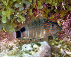 Poisson faucon à taches rouges (Amblycirrhitus pinos) Poisson faucon à taches rouges (Amblycirrhitus pinos)