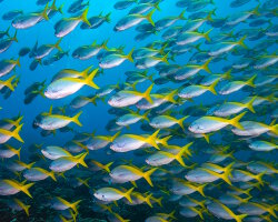 Fusilier à dos jaune et bleu (Caesio teres) Fusilier à dos jaune et bleu (Caesio teres)
