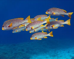 Gaterin à bandes diagonales (Plectorhinchus lineatus)