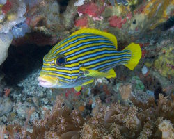 Gaterin à rubans (Plectorhinchus polytaenia)