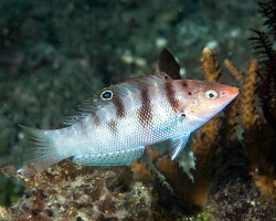 Girelle de Batu (Coris batuensis) Girelle de Batu (Coris batuensis)