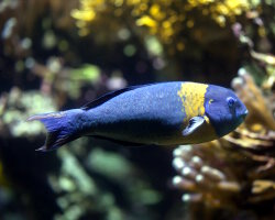 Girelle paon à selle (Thalassoma duperrey) Girelle paon à selle (Thalassoma duperrey)