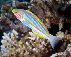 Girelle paon de Klunzinger (Thalassoma rueppellii) Girelle paon de Klunzinger (Thalassoma rueppellii)