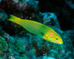 Girelle paon jaune (Thalassoma lutescens) Girelle paon jaune (Thalassoma lutescens)