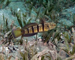 Gobie à taches blanches (Amblygobius albimaculatus) Gobie à taches blanches (Amblygobius albimaculatus)