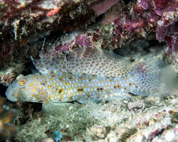 Gobie d'Akihito (Exyrias akihito) Gobie d'Akihito (Exyrias akihito)