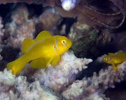 Gobie corail citron (Gobiodon citrinus) Gobie corail citron (Gobiodon citrinus)