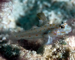 Gobie de sable à pointe noire (Fusigobius melacron) Gobie de sable à pointe noire (Fusigobius melacron)