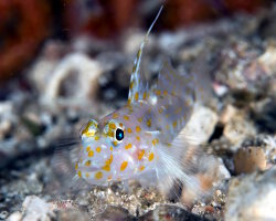 Gobie de sable tacheté (Fusigobius inframaculatus) Gobie de sable tacheté (Fusigobius inframaculatus)