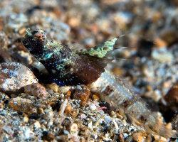 Gobie sans écailles (Tomiyamichthys nudus) Gobie sans écailles (Tomiyamichthys nudus)