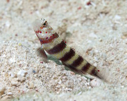 Gobie splendide (Amblyeleotris wheeleri) Gobie splendide (Amblyeleotris wheeleri)