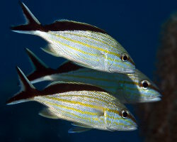 Gorette mèche (Haemulon melanurum) Gorette mèche (Haemulon melanurum)