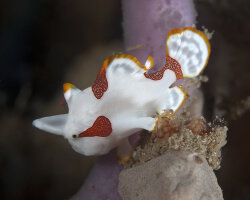 Poisson grenouille peint (Antennarius pictus) Poisson grenouille peint (Antennarius pictus)