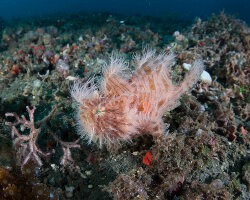 Poisson grenouille strié (Antennarius striatus) Poisson grenouille strié (Antennarius striatus)