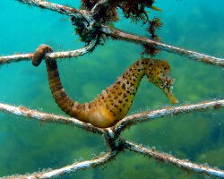 Hippocampe à gros ventre (Hippocampus abdominalis) Hippocampe à gros ventre (Hippocampus abdominalis)