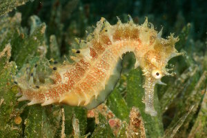 Hippocampe hérissé (Hippocampus histrix) Hippocampe hérissé (Hippocampus histrix)