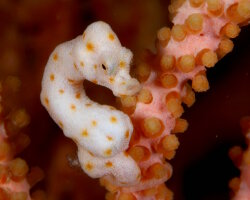 Hippocampe pygmée de Pontoh (Hippocampus pontohi) Hippocampe pygmée de Pontoh (Hippocampus pontohi)