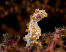 Hippocampe pygmée (Hippocampus bargibanti) Hippocampe pygmée (Hippocampus bargibanti)