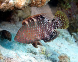 Labre d'Abudjubbe (Cheilinus abudjubbe) Labre d'Abudjubbe (Cheilinus abudjubbe)