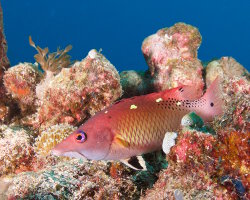 Labre de Diane du Pacifique (Bodianus dictynna) Labre de Diane du Pacifique (Bodianus dictynna)
