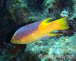 Labre espagnol (Bodianus rufus)