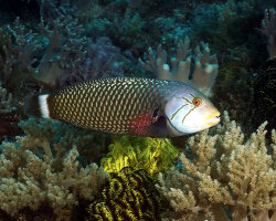 Labre-rasoir masqué (Novaculichthys taeniourus) Labre-rasoir masqué (Novaculichthys taeniourus)