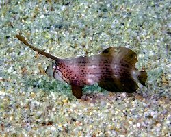 Labre-rasoir paon (Iniistius pavo) Labre-rasoir paon (Iniistius pavo)