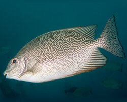 Poisson lapin réticulé (Siganus vermiculatus)