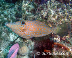 Poisson lime gribouillé (Aluterus scriptus) Poisson lime gribouillé (Aluterus scriptus)