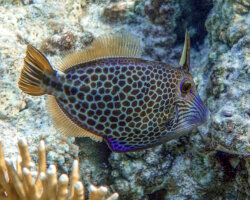Poisson lime panthère (Cantherhines pardalis) Poisson lime panthère (Cantherhines pardalis)