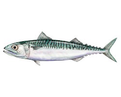 Maquereau commun (Scomber scombrus) Maquereau commun (Scomber scombrus)