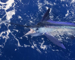 Marlin bleu de l'Atlantique (Makaira nigricans)