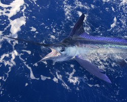 Marlin bleu de l'Atlantique (Makaira nigricans) Marlin bleu de l'Atlantique (Makaira nigricans)