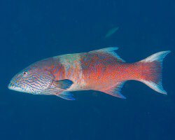 Mérou à lignes bleues (Plectropomus oligacanthus) Mérou à lignes bleues (Plectropomus oligacanthus)