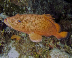 Mérou couronné (Epinephelus guttatus) Mérou couronné (Epinephelus guttatus)