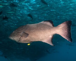 Mérou du golfe (Mycteroperca jordani)